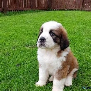 Cute Saint Bernard Pups