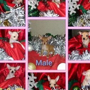 Beautiful Teacup Chihuahua Puppies
