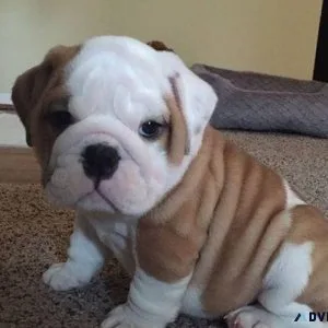 Adorable English Bulldog Pups