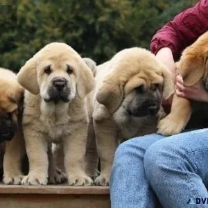 Spanish Mastiff Pups