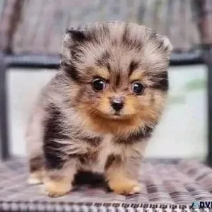 Healthy Pomeranian Pups
