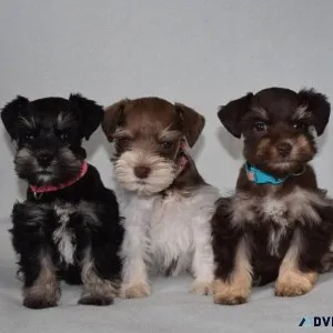 Lovely Schnauzer Pups