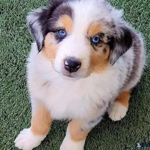Jovial Australian Shepherd Pups