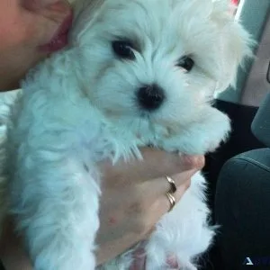 Snow White tcup Maltese pups