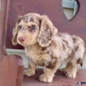 Lovely Mini Dachshund Pups