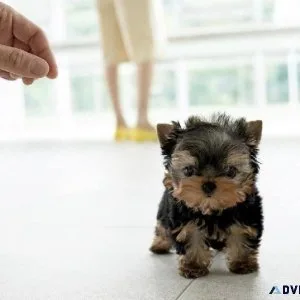 Quality Tcup Yorkie Pups