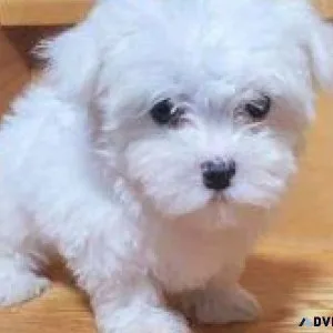 Cute Maltse Pups