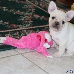 Beautiful French Bulldog puppies for sale