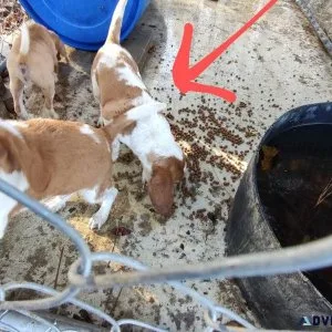 AKC Beagle puppies