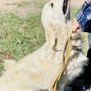 English Cream Golden Retriever