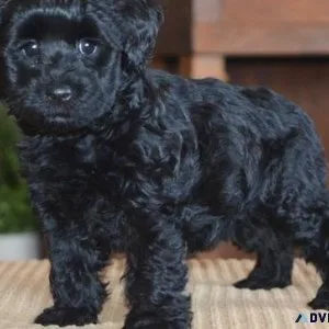 Adorable Schnoodle puppies