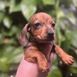 mini dachshunds