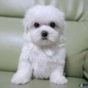 Tiny Maltipoo Puppies