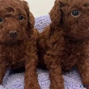 Tiny Red Poodle Puppies