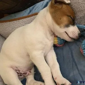 Pet for your comfort