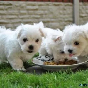 FFFD outstanding Maltese puppies