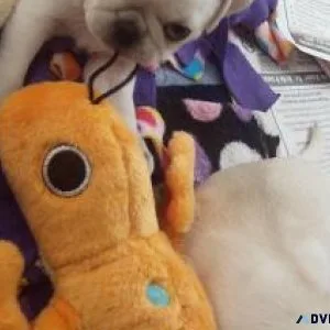 DFDF VV Cute Healty pug pups available