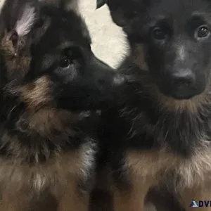 cute german shepherd