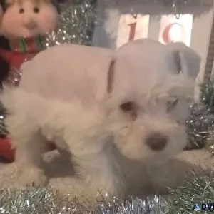 Gorgeous Mini Schnauzer babies
