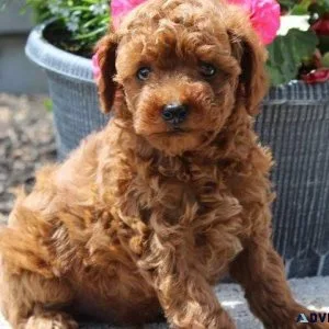 Healthy Toy Poodle puppies for sale.