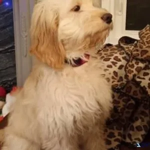 Cockapoo puppy for sale