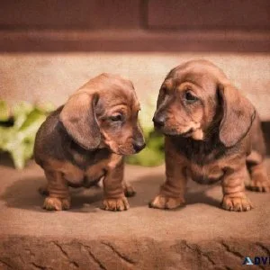 Stardachshunds - Miniature Dachshund Puppies for Sale near Me