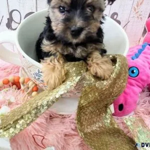 T-Cup Yorkie Puppy For Free