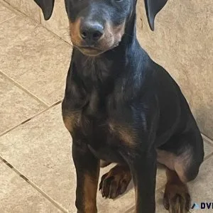 Doberman Puppy- Female