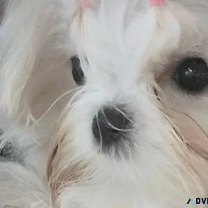 This tiny maltese little girl is STUNNING
