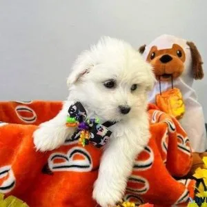 Snow White Maltese babies