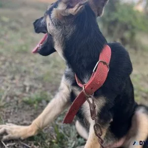 German shepherd