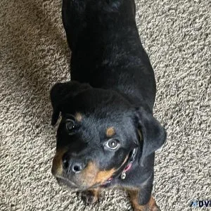 Rottweiler- Male 4 months old