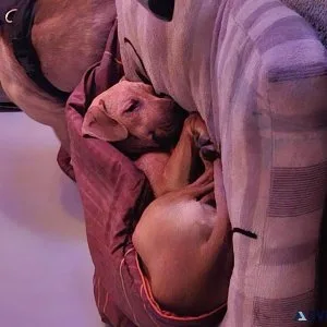 Pitbull puppy female