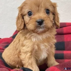 F1 Cavapoo Puppy