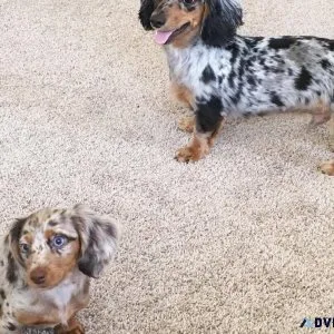 Beautiful Miniature Dachshund Boys ready