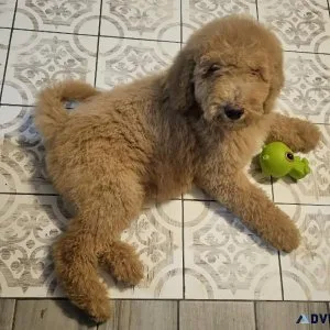 F1BB Goldendoodles for Christmas