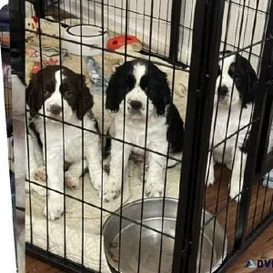 English Springer Spaniels