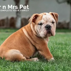 Affordable price dog boarding services in ghaziabad