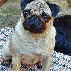 Purebred pug puppies