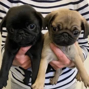 Specially family raised pug puppies