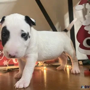 Bull terrier female puppy