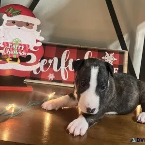 Bull terrier brown male