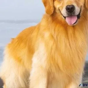 Fluffy