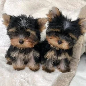 Buy a yorkie puppy with papers