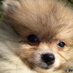 Stunning Female Pomeranian Puppy