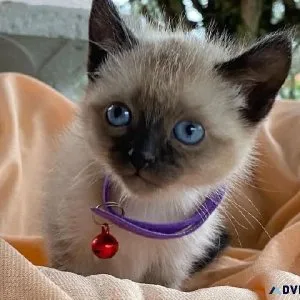 Adorable Siamese kittens