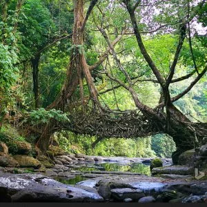 Vacation-hungry? explore the top meghalaya holiday packages