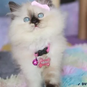 Himalayan kittens
