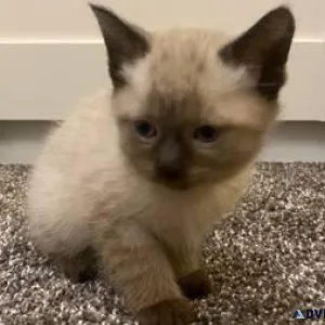 Ragdoll kittens