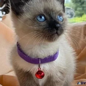 Siamese kittens